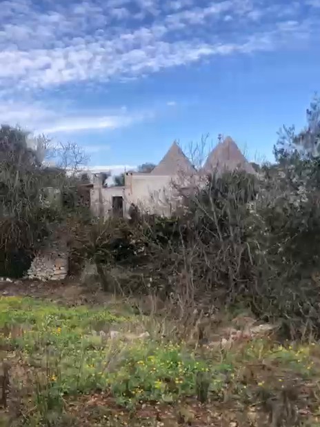 Prima dei lavori: i coni dei trulli si intravedono dietro sterpaglie e ulivi incolti